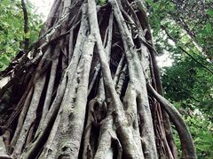 -西双版纳原始森林公园