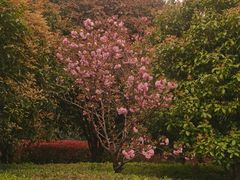 -高东镇樱花园