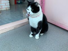 -喵屿·大理花园猫咖