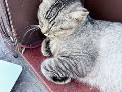 -猫岛主趣味餐厅(鼓浪屿店)