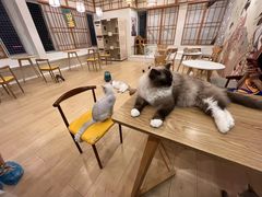 -Let's go狗咖·猫咖·奶狗·桌游(春熙路IFS店)