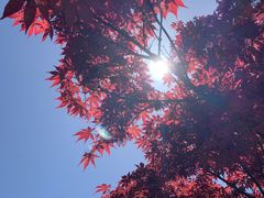 -上海滨江森林公园