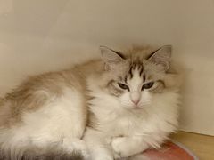 -青奢宠物·青奢猫舍