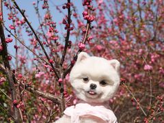 -超宠爱宠物摄影-Super pet