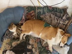 -平行世界·猫咖(首经贸店)