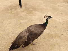 -杭州野生动物世界