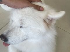 -怪兽屋·羊驼·猫咖·狗咖(俊华广场店)