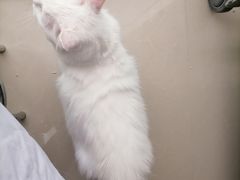 -艾贝尔宠物诊疗