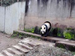 -中国大熊猫保护研究中心雅安碧峰峡基地