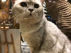 -more than meow吴止猫主题餐厅(承德 中船汇店)