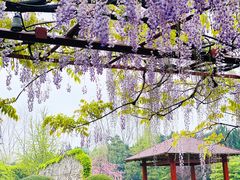-嘉定紫藤园