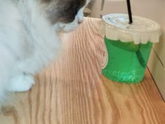 -有喵·猫咖·狗咖·30几只猫10只小狗(岗厦店)
