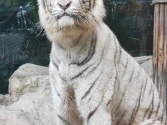 -广州长隆野生动物世界