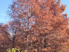 -上海海湾国家森林公园