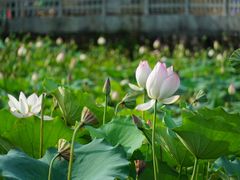 -苏家围·东江画廊旅游景区