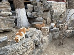 -大觉寺-停车场