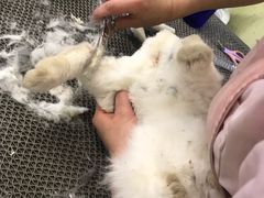 -宠物兔专门店(天丰利市场店)