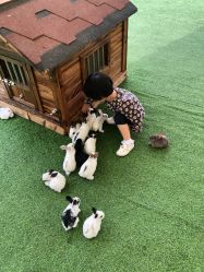 -萌宠亲子动物乐园(槐房万达店)