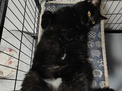 -纳吉亚猫专科动物诊疗中心(蒋宅口分院)