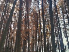-东湖落雁景区