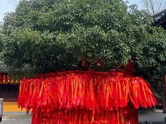 -龙华素斋(龙华路店)