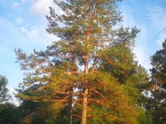 -北极村旅游风景区