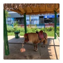 -萌宠亲子动物乐园(槐房万达店)