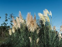 -白鹭湾湿地公园