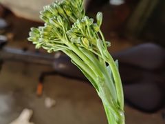 -岳各庄批发市场(西四环中路店)