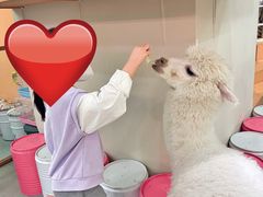 -Honey Bacca 哈尼芭卡高端萌宠(朝阳大悦城店)