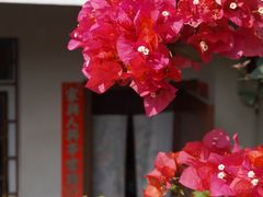 -长洲岛