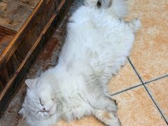 -小小饭店·休闲农庄·安吉松树林里的农家菜