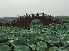 -荷塘月色湿地公园·向阳花洲