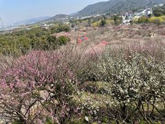-香雪海