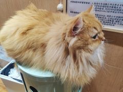 -MOCHA明星猫咖(田子坊店)