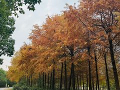 -上海海湾国家森林公园