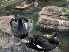 -南宫五洲植物乐园