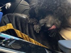 -艾贝尔宠物医院·24H转诊中心·肿瘤猫专科(江宁双龙店)