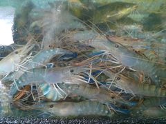 罗氏虾-新庆嫂渔港