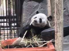 -栾川竹海野生动物园