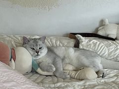 -喵zoo家庭繁育猫舍(尖东智能花园店)