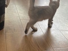 -1013 PET SHOP精品宠物商店(丁香店)