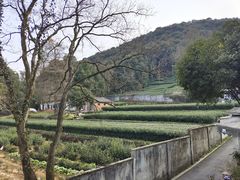 -随意茶庄·地道杭帮农家菜(梅家坞店)