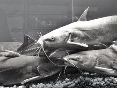 -鱼上·烤鱼(万象城店)