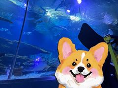 -海合安武汉极地海洋公园
