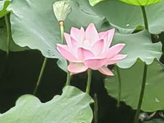 -荔湾湖公园