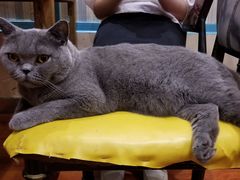 -猫小院猫主题咖啡厅(北锣店)