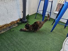 -Sirena海妖日咖夜酒