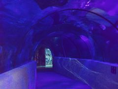-石家庄极地海洋世界