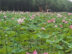 -东郊湿地公园